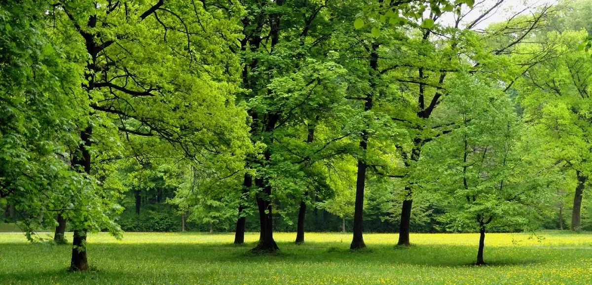 M&M Tree Care work site
