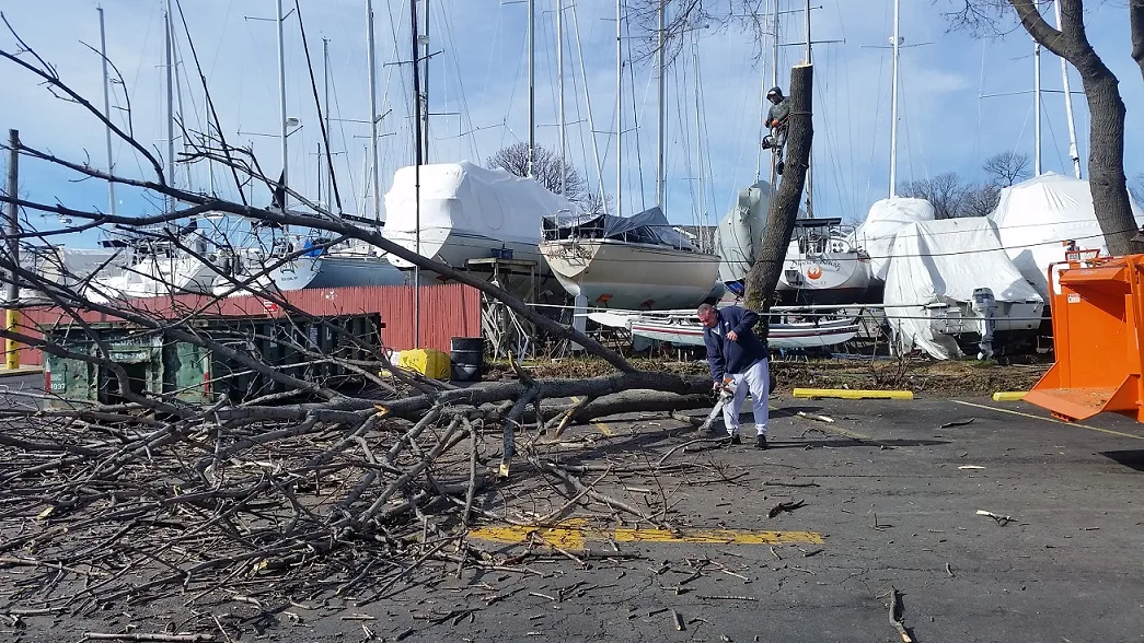 Manhattan Tree Care gallery 2