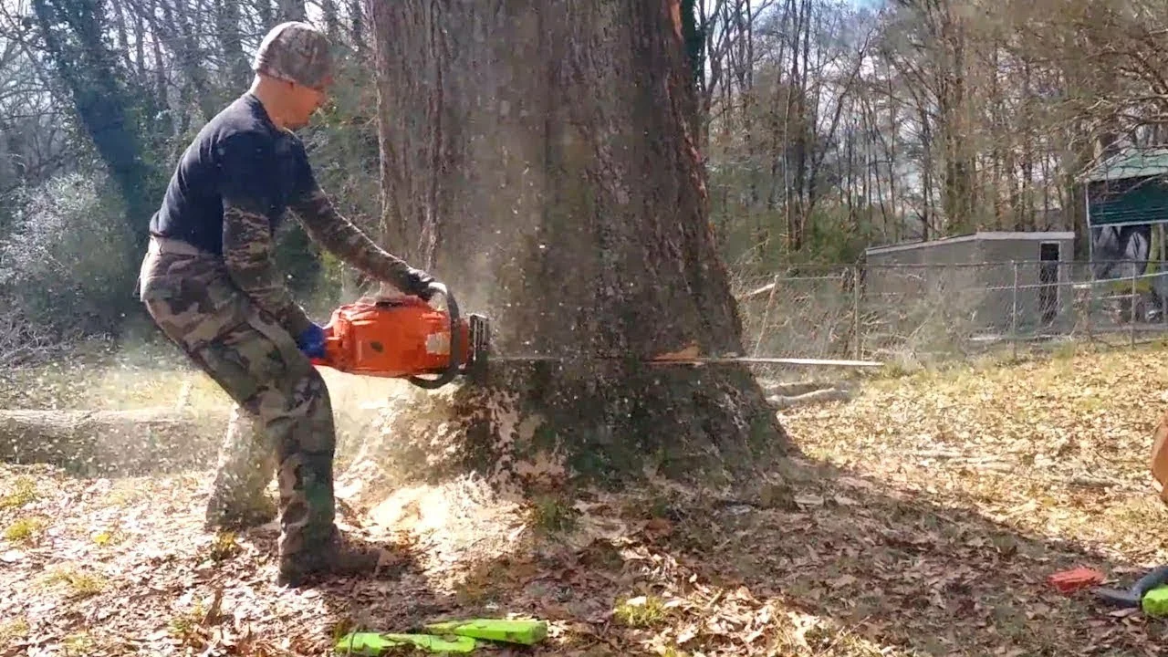 Manhattan Tree Care gallery 8