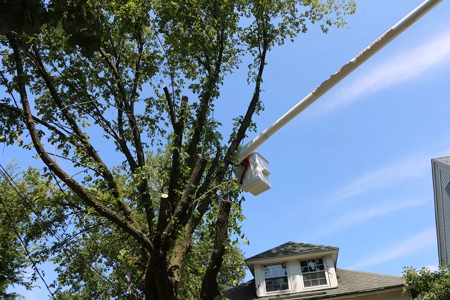 Manhattan Tree Removal gallery 2