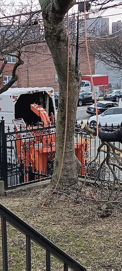 Manhattan Tree Services NYC gallery 2
