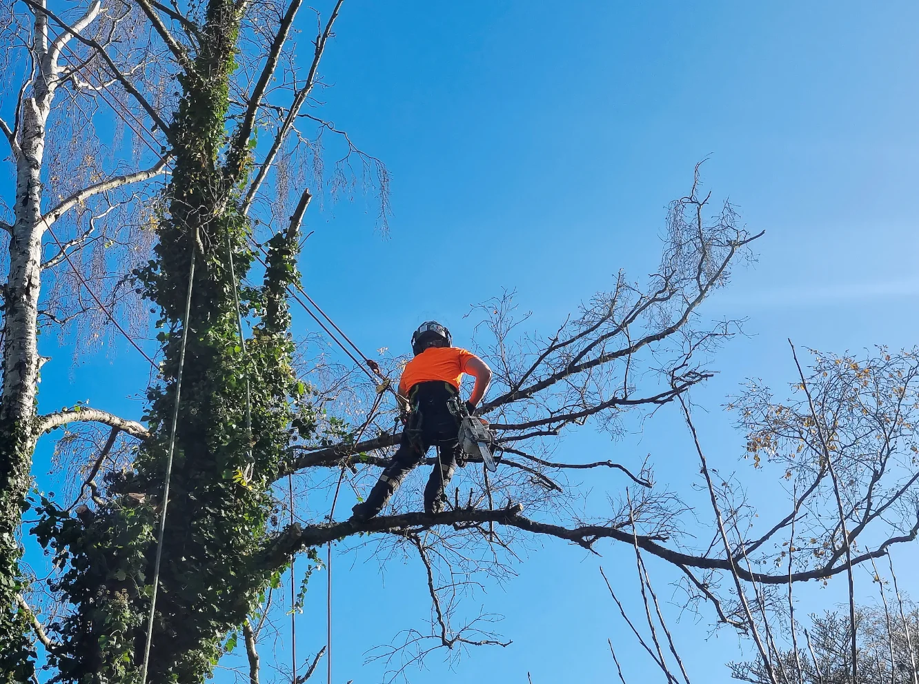 Manhattan Tree Services NYC gallery 7