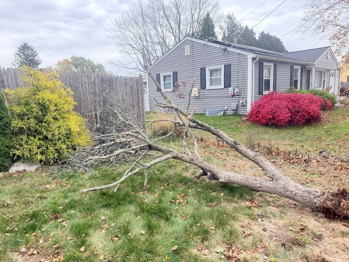 Rehoboth MA Storm Tree Cleanup & Stump Work: Match the Quote to the Yard Finish