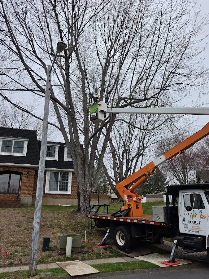 Maple Tree Services in Naugatuck, CT: Defining an Emergency Tree Removal Scope