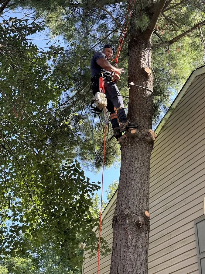 Maple Tree Services LLC