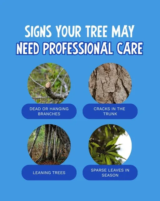 Maplewood Tree Care gallery 2