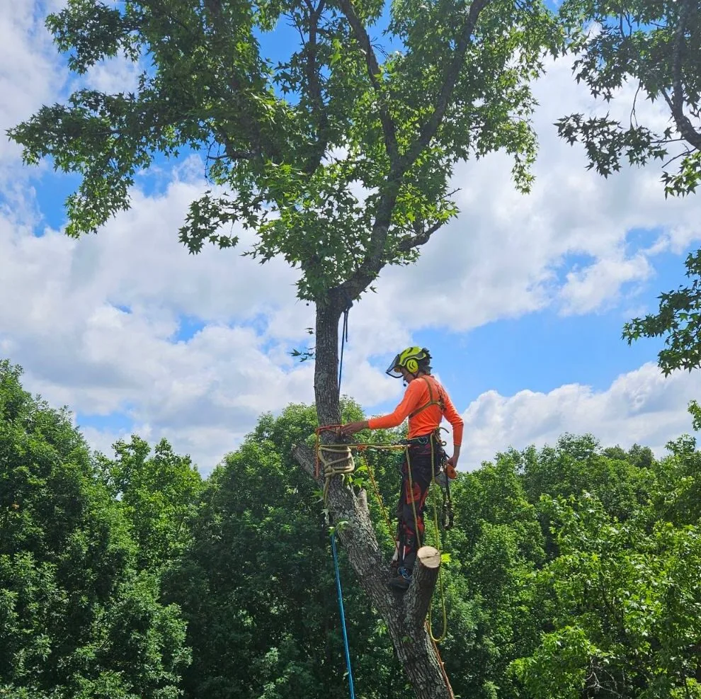 Marc's Tree Service gallery 3