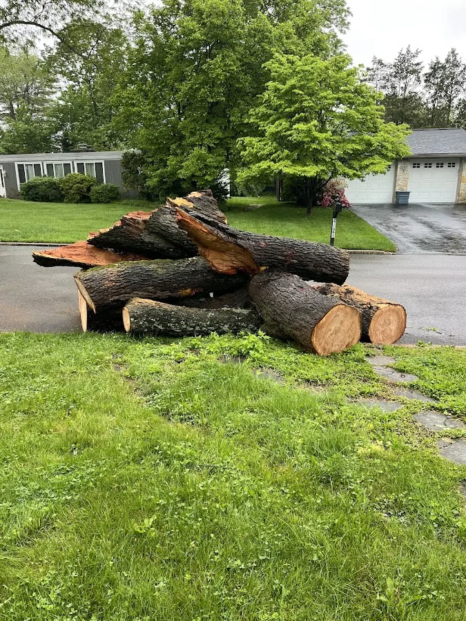 Marcucci & Company Tree Experts