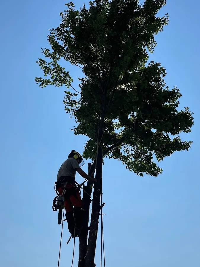 Margo's Tree Surgery