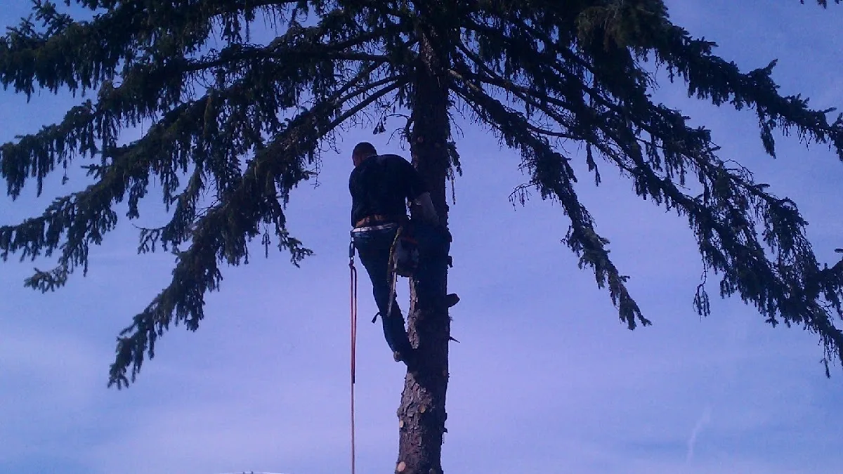Marino's Tree Service
