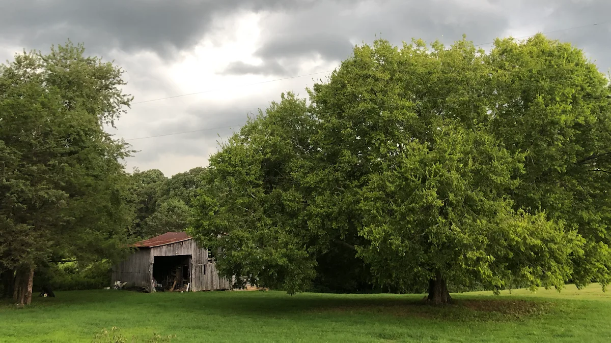 Mark Tuttle Tree Services