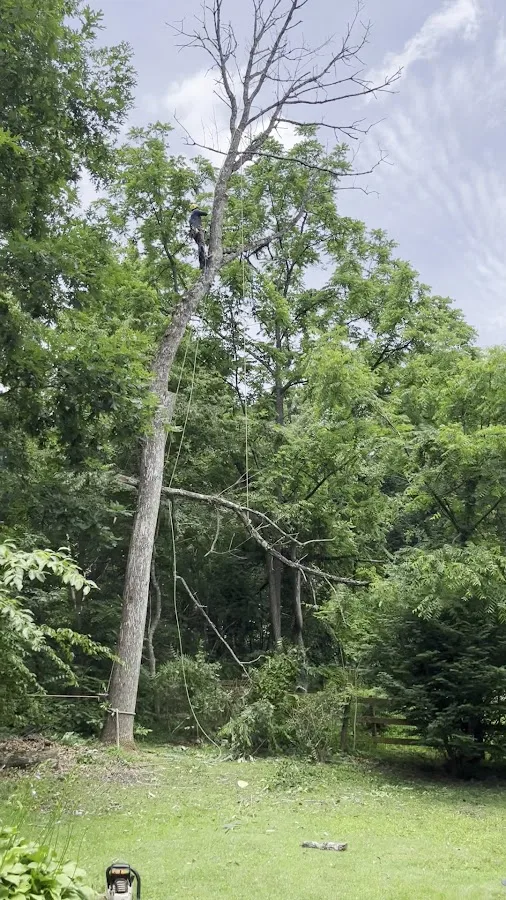 Marsam Tree Service