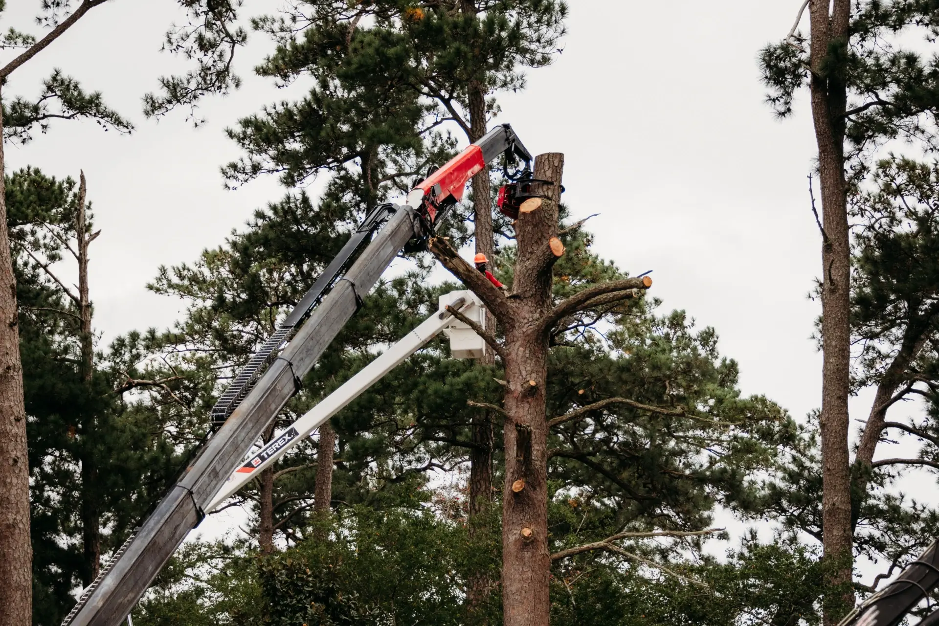 Marshall's Tree Service gallery 7