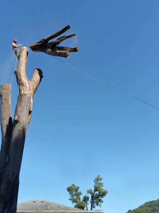 Martys Tree Service gallery 5