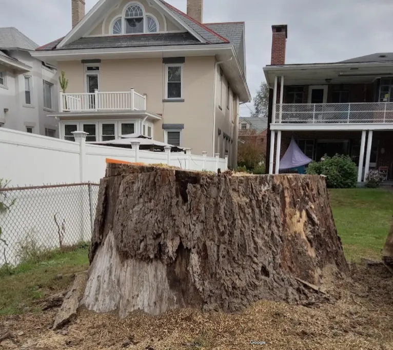 Martys Tree Service gallery 7