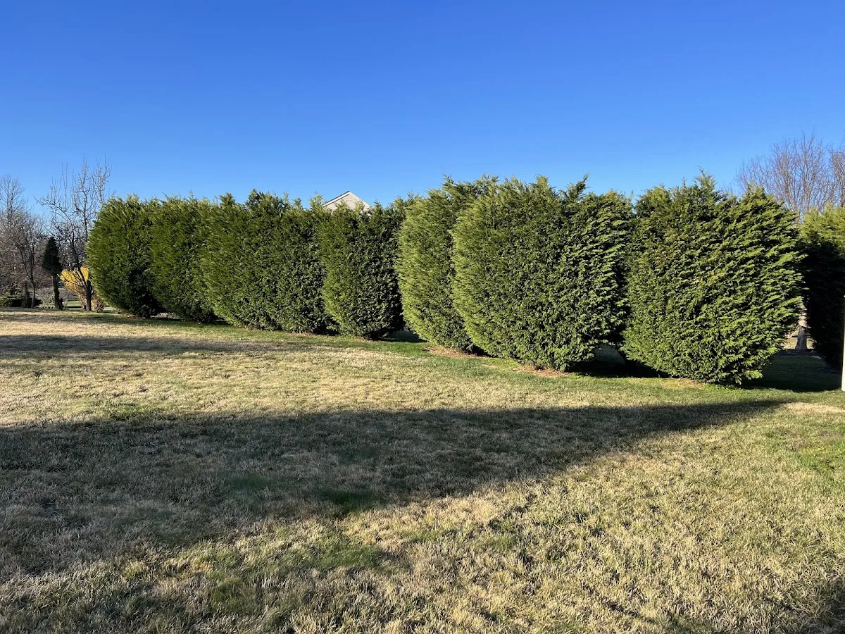 Maryland Professional Tree Services