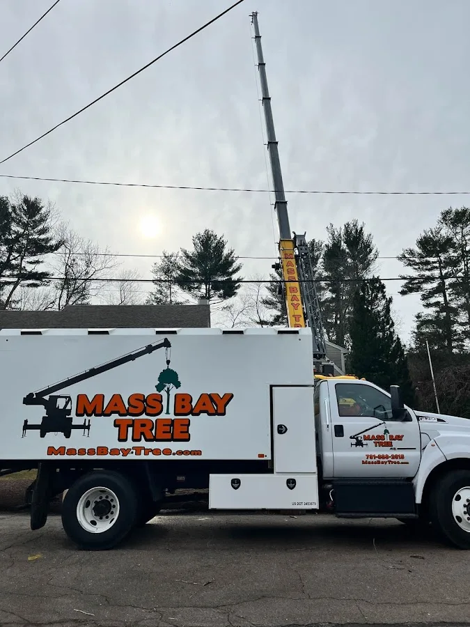 Mass Bay Tree (Whitman, MA): Verify These Details Before Approving Stump Grinding