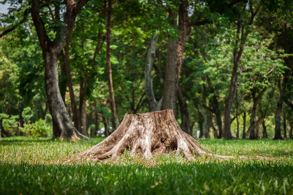 Mass Bay Tree gallery 2