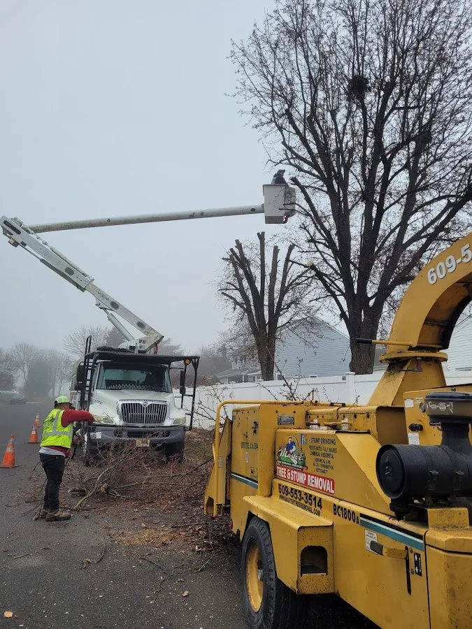 Master Tree Removal Services, LLC