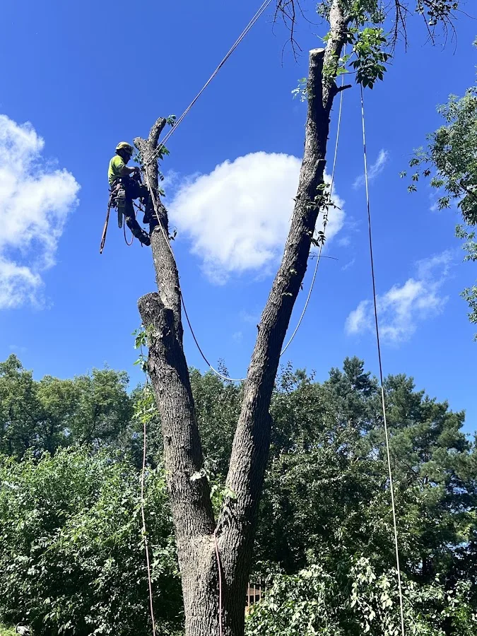 McClellan Tree Service
