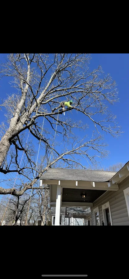 McKenzie Tree Co