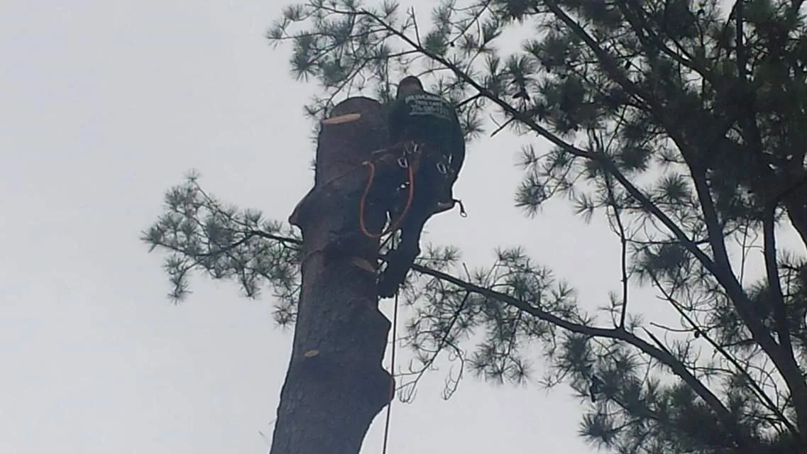 Mejicanos Tree Care