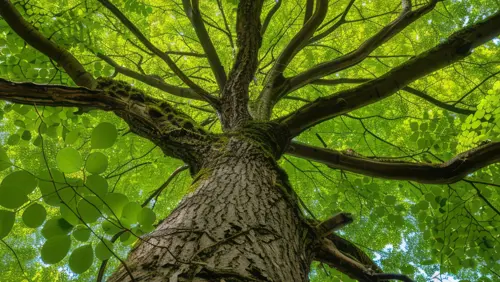 Metallo Stump Removal and Tree Services gallery 6