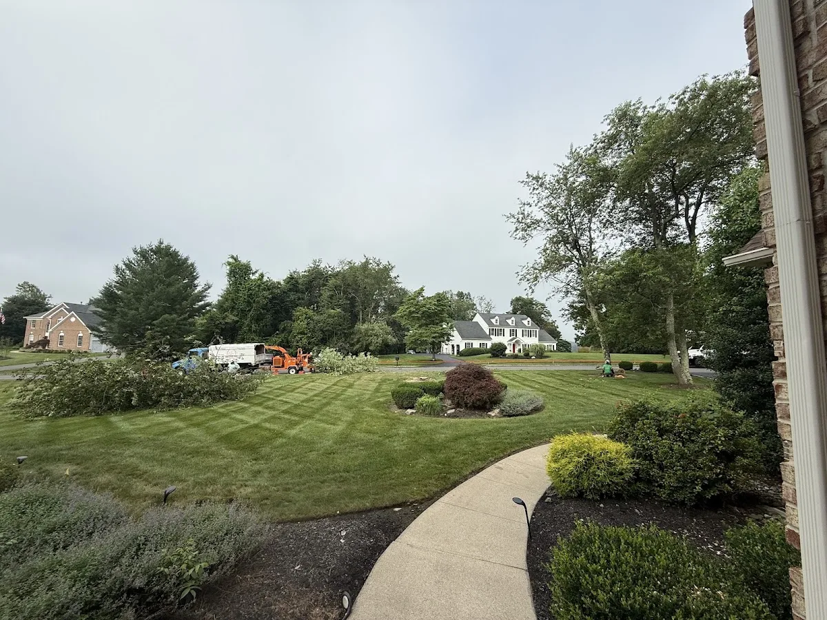 Midstate Tree work site