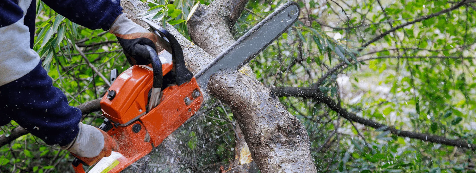 Miley's Tree Experts gallery 4