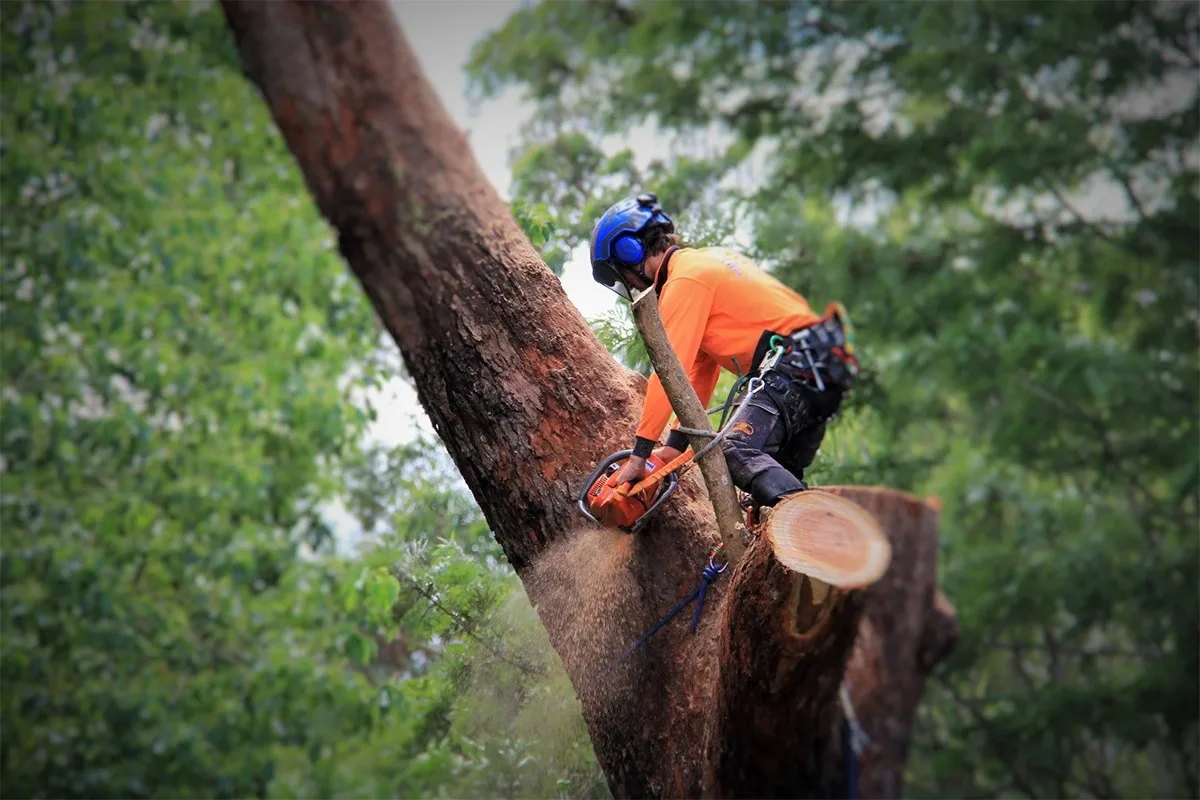 Miley's Tree Experts gallery 6