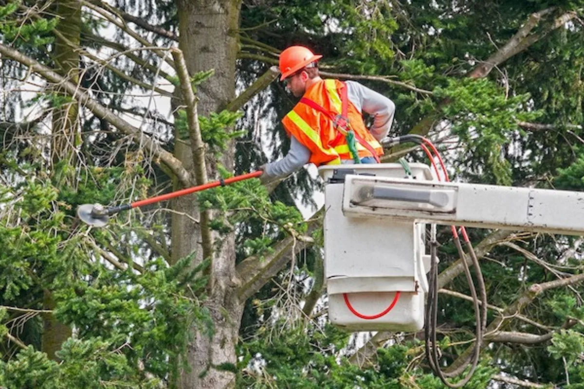 Miley's Tree Experts gallery 7