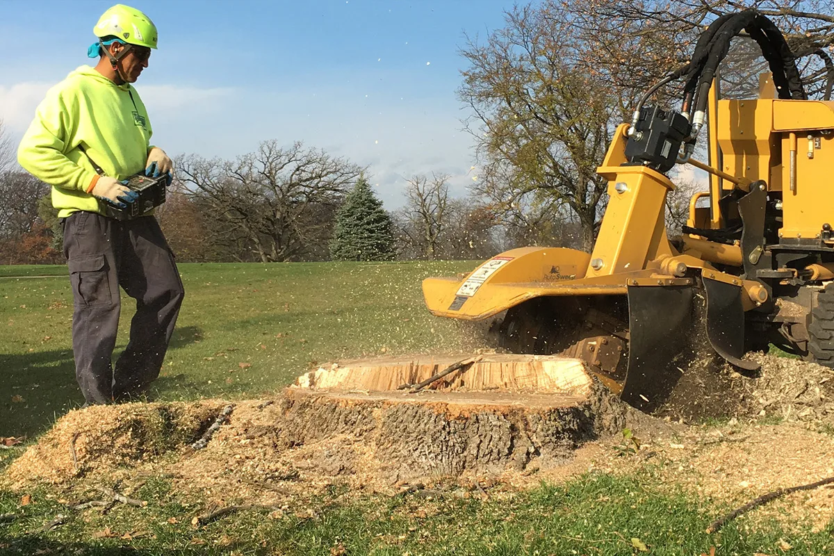 Miley's Tree Experts gallery 8