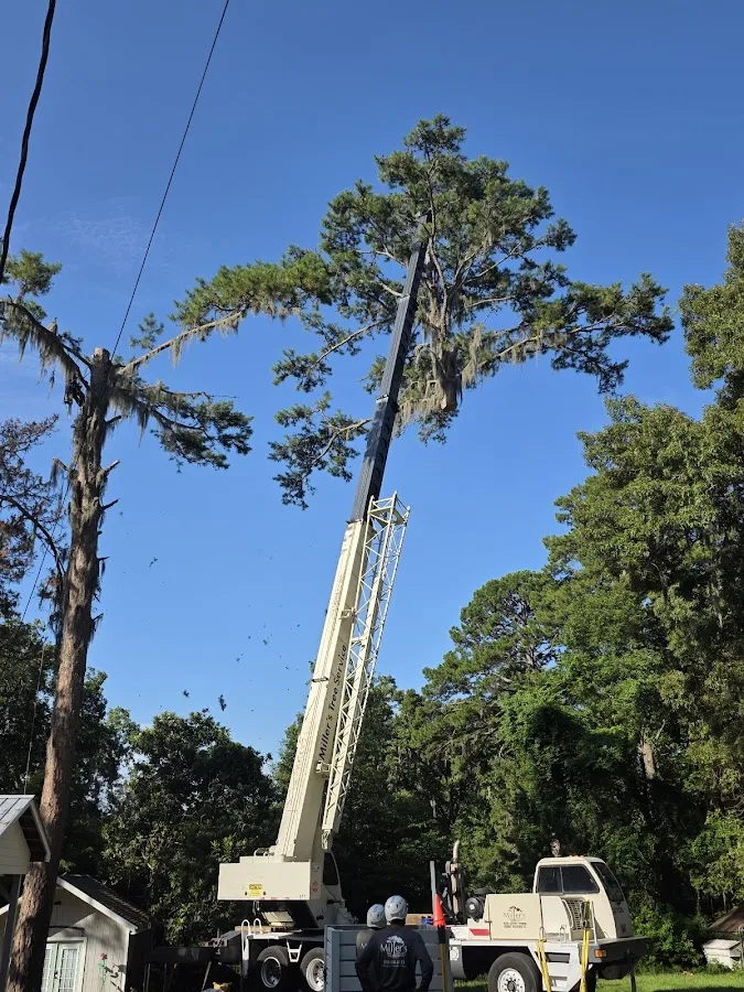 Miller's Tree Service work site