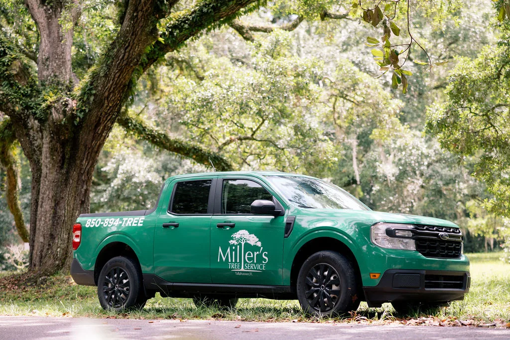 Miller's Tree Service gallery 2