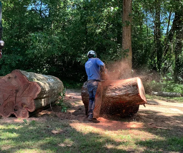 Miller's Tree Service gallery 2