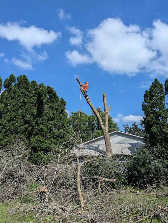 Minnesota Tree Pros
