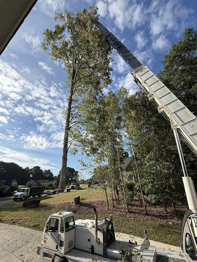 Molina's Tree Service & Landscaping LLC gallery 2