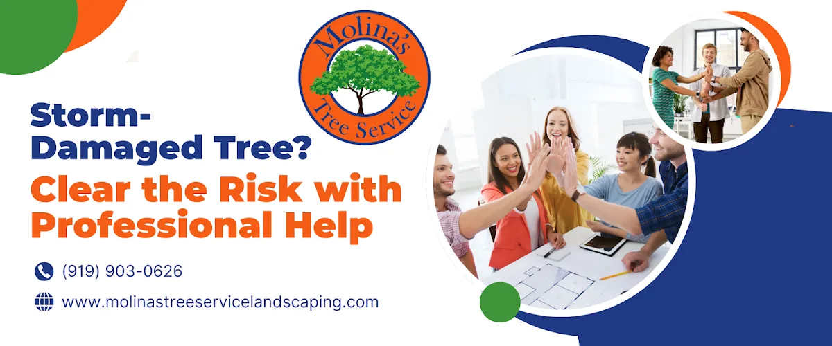 Molina's Tree Service & Landscaping LLC gallery 4