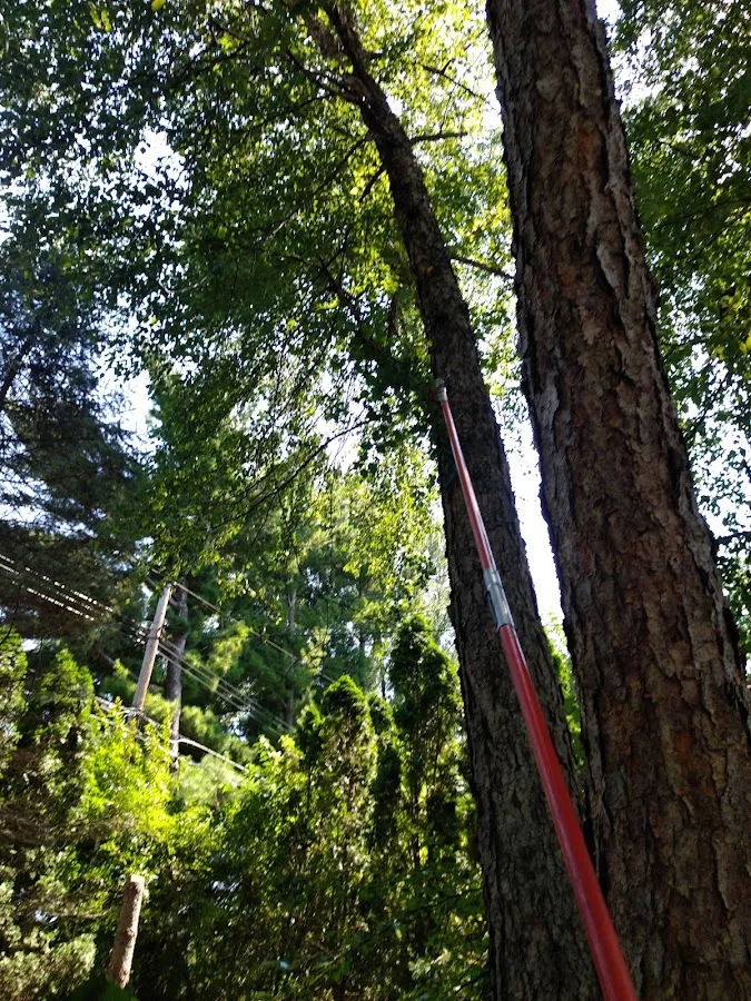 Morgan's Tree Service