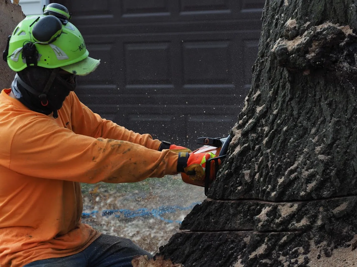 Nature´s Beauty Tree Service gallery 2