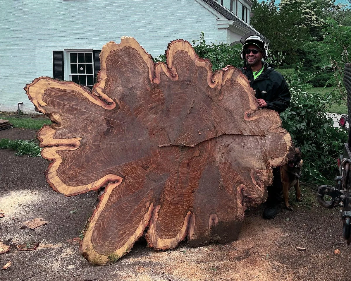 Nature´s Beauty Tree Service gallery 3
