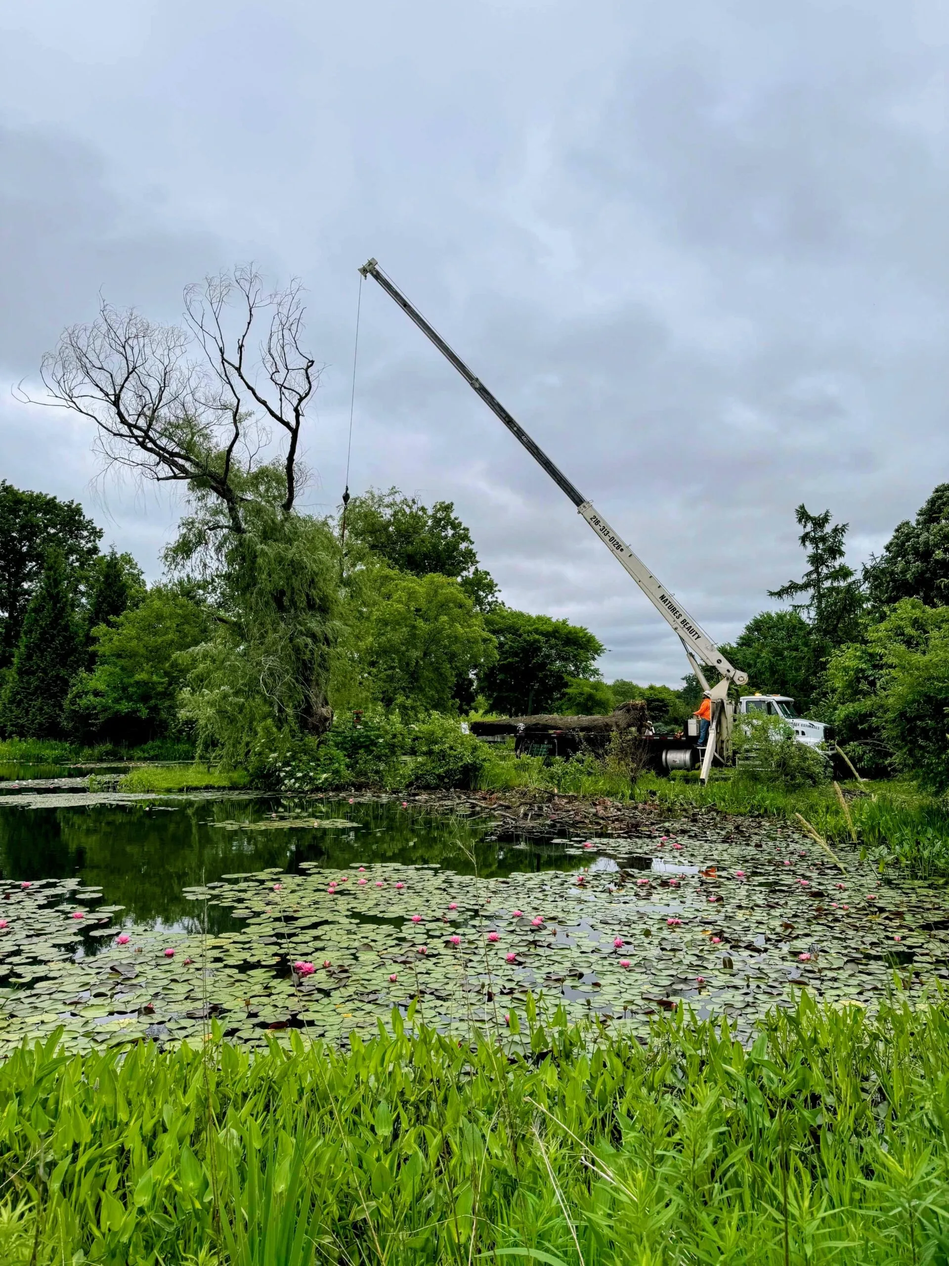 Nature´s Beauty Tree Service gallery 6