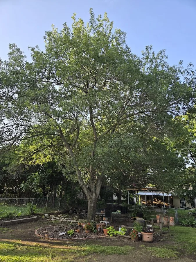 NEON Monkey Tree Services work site