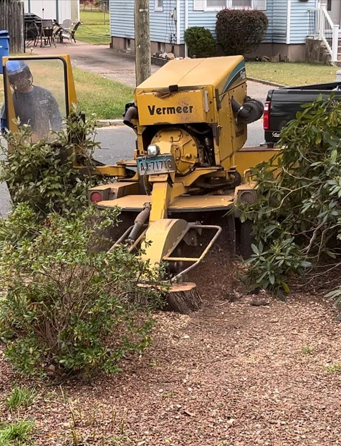New England Tree Experts in East Hartford, CT: How to Match a Tree & Stump Quote to the Real Scope