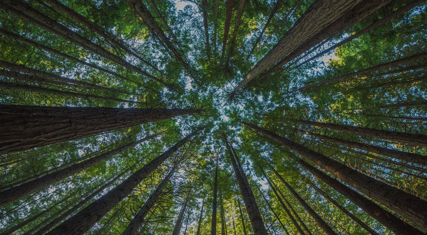 Newcomb Tree Service gallery 5