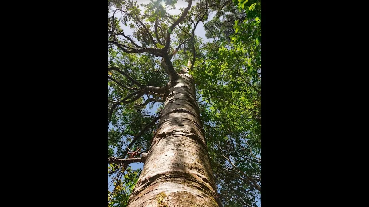 Nick's Tree Service