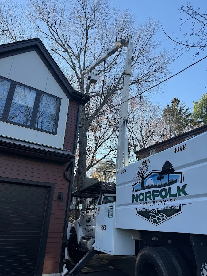 Norfolk Tree Service, LLC work site