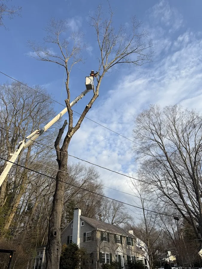 Norfolk Tree Service, LLC gallery 4