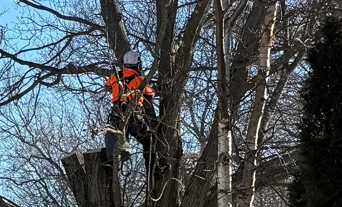 Norfolk Tree Service, LLC gallery 5