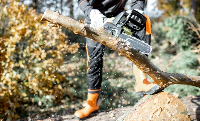 Norfolk Tree Service, LLC gallery 6